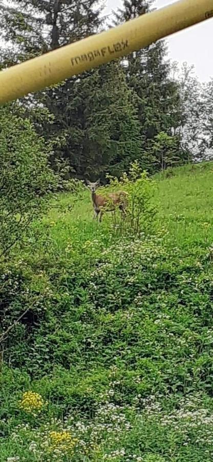 Pensiunea Tora Vatra Dornei Eksteriør bilde